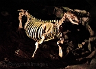 Eerie sea lion skelton displayed in the cave.